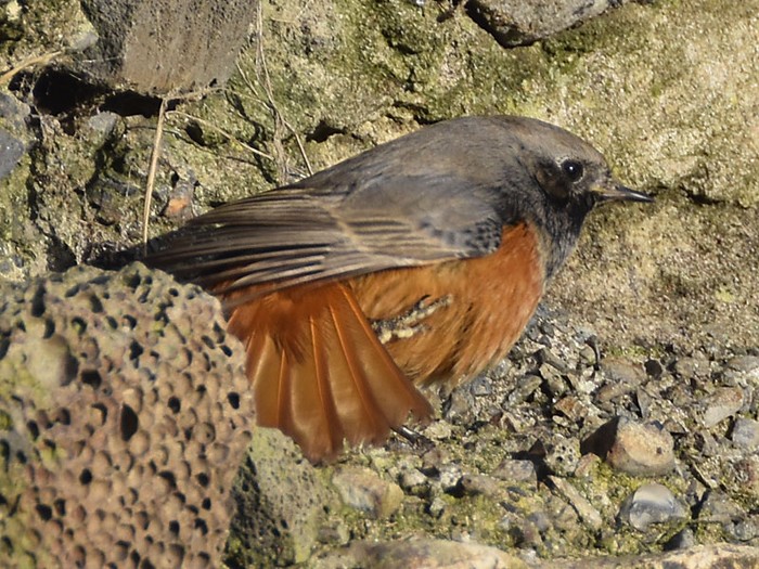 Eastern Black Redstart