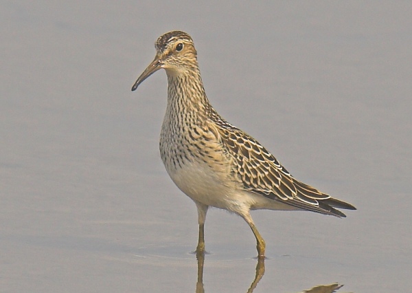 Pectoral Sandpiper