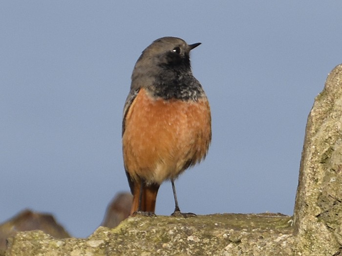 Eastern Black Redstart