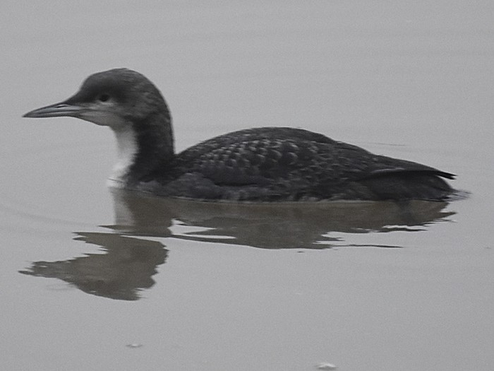 Pacific Diver