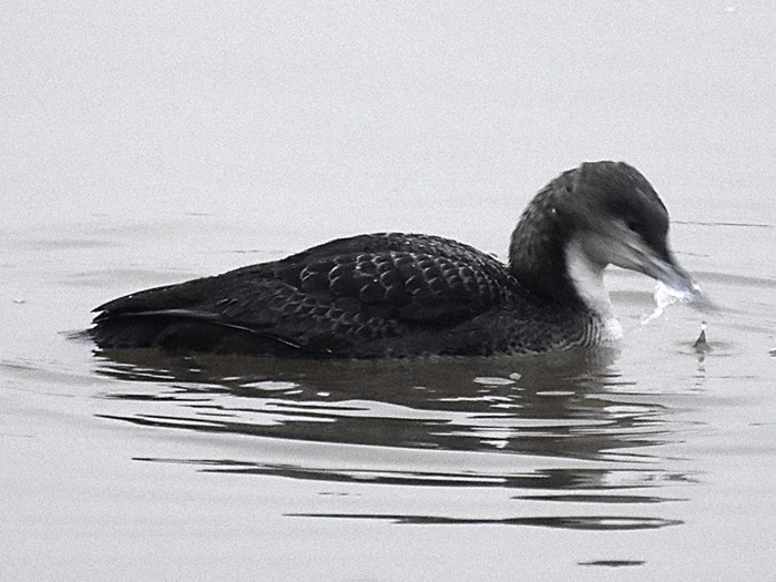 Pacific Diver