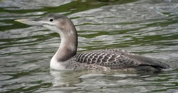 White-billed Diver