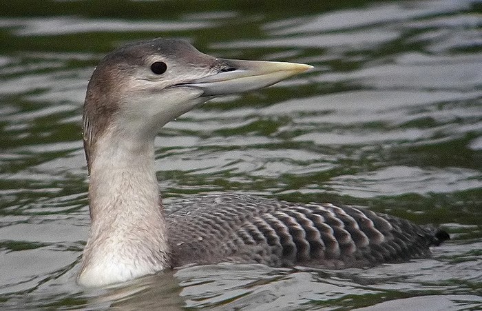 White-billed Diver