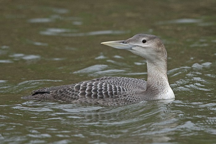 White-billed Diver