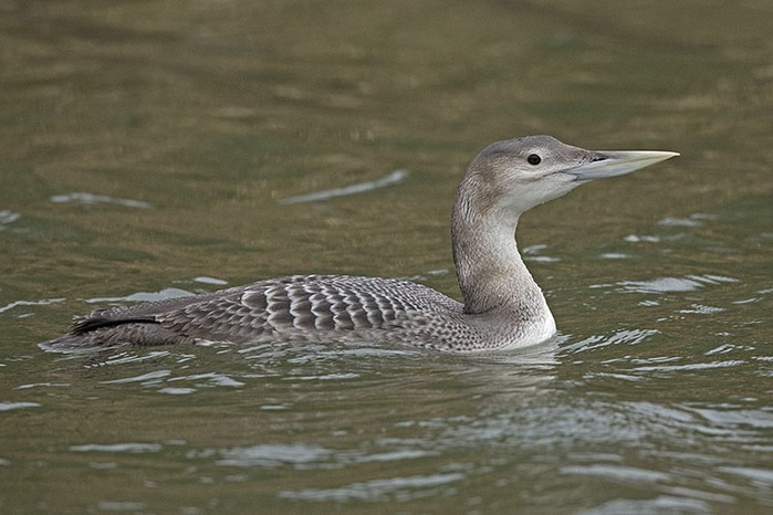 White-billed Diver
