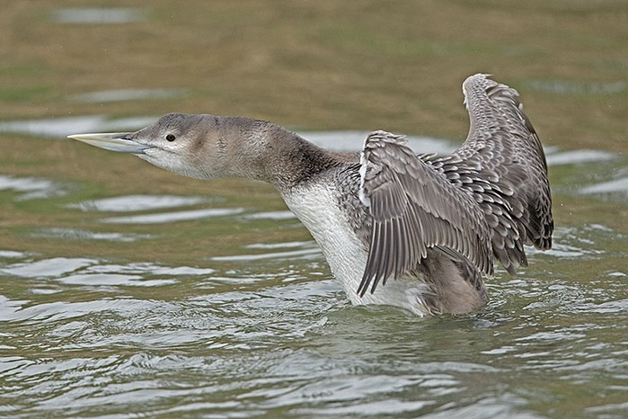 White-billed Diver