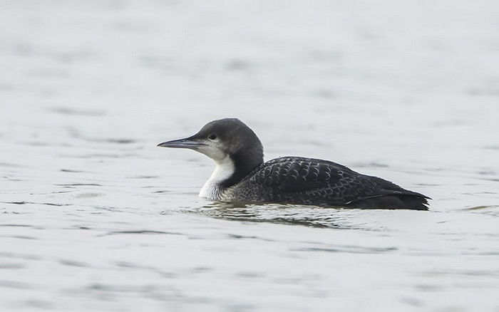 Pacific Diver