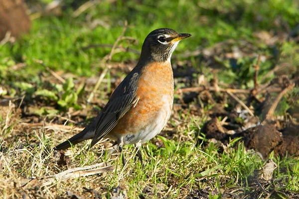 American Robin