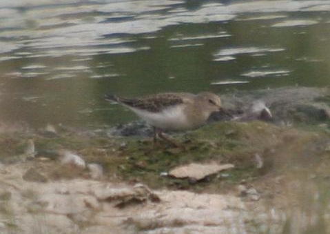 Temminck's Stint