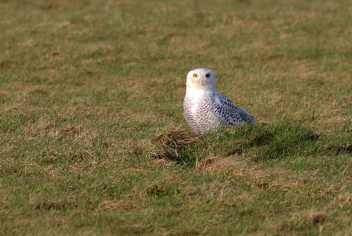 Snowy Owl