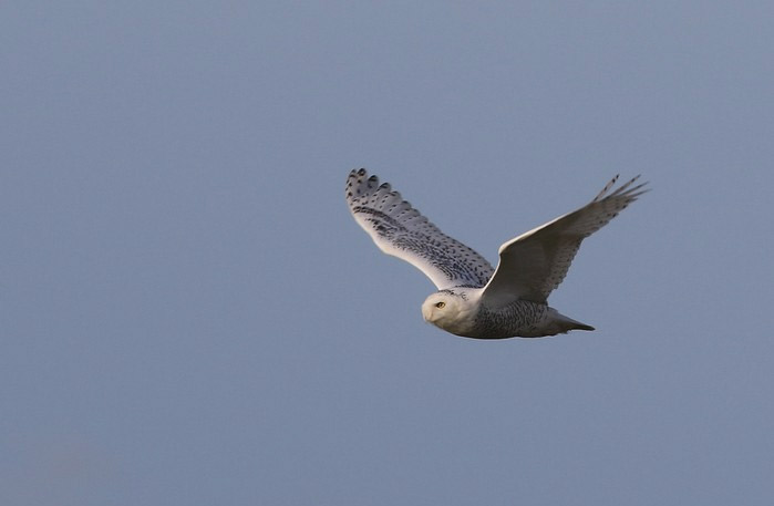Snowy Owl