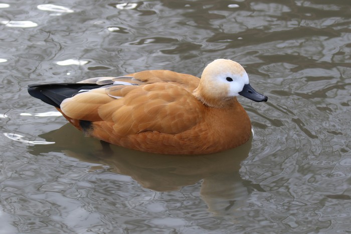 Ruddy Shelduck