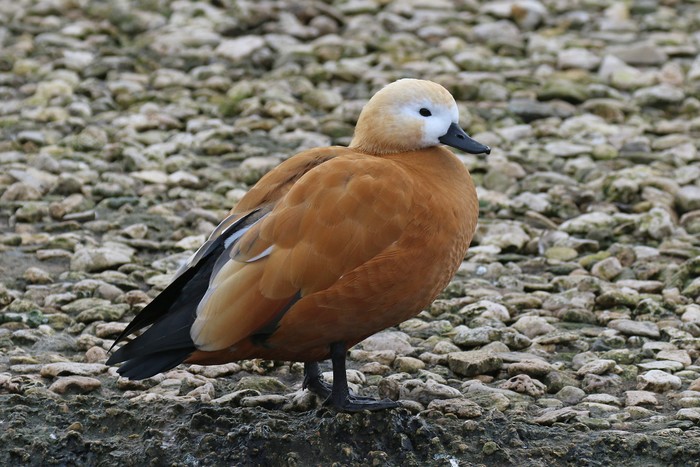 Ruddy Shelduck