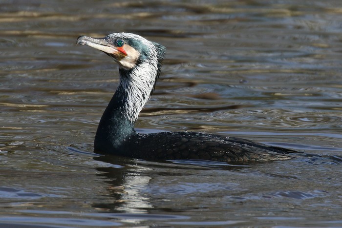 Continental Cormorant