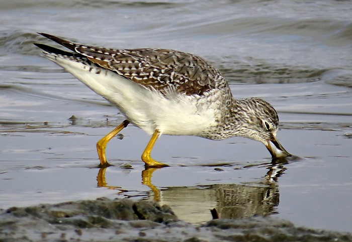 Lesser Yellowlegs