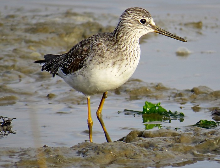 Lesser Yellowlegs
