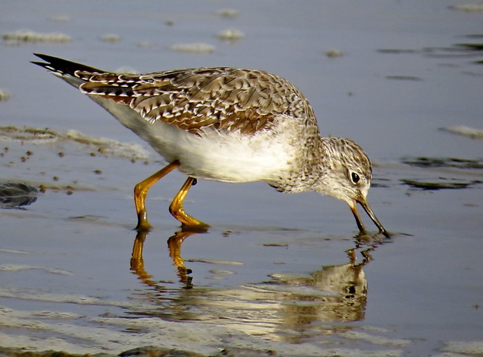 Lesser Yellowlegs