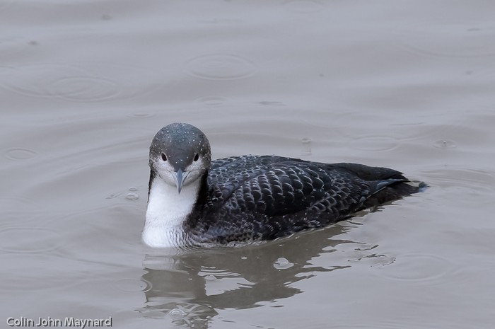 Pacific Diver