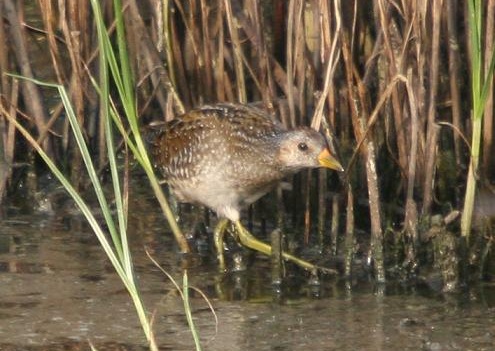 Spotted Crake