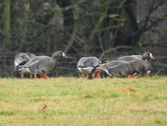 Russian White-fronted Goose