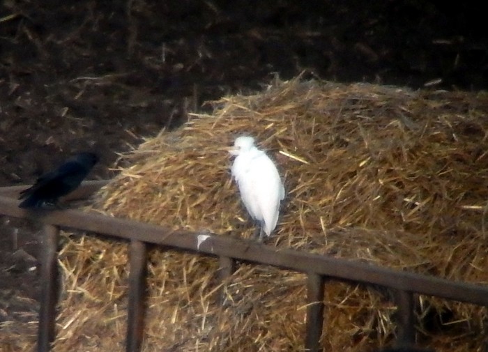 Cattle Egret