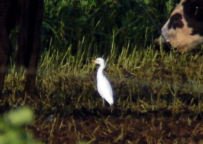 Cattle Egret