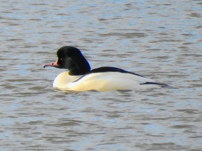 Goosander