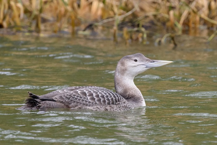 White-billed Diver