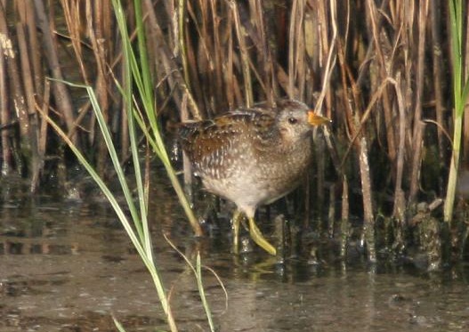 Spotted Crake