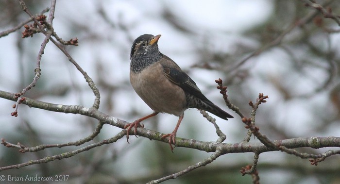 Rose-coloured Starling