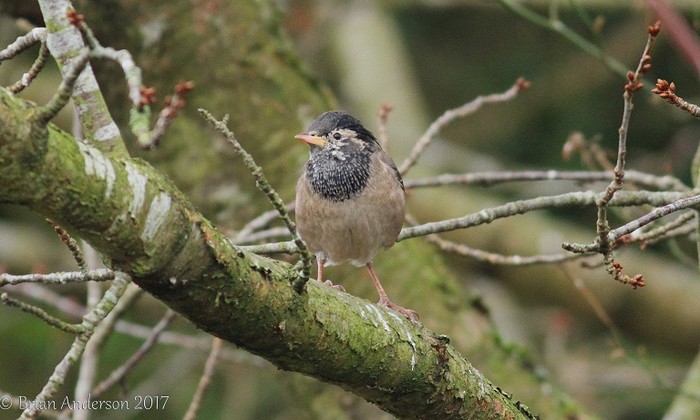 Rose-coloured Starling