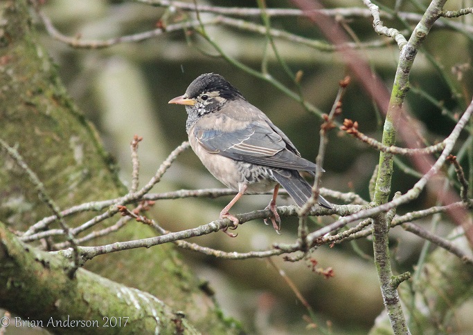 Rose-coloured Starling