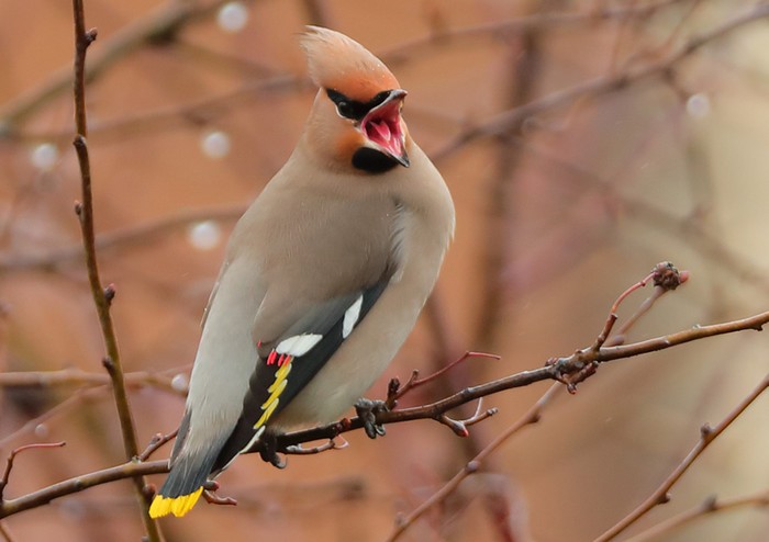 Waxwing