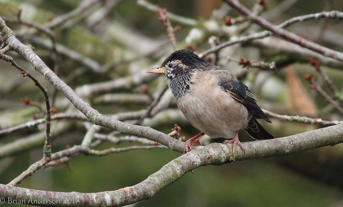 Rose-coloured Starling