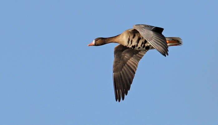 Russian White-fronted Goose