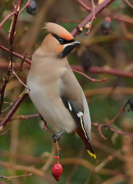 Waxwing