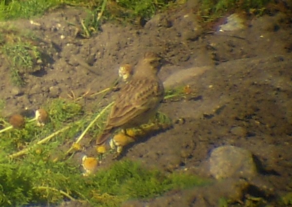Short-toed Lark