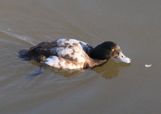 Scaup