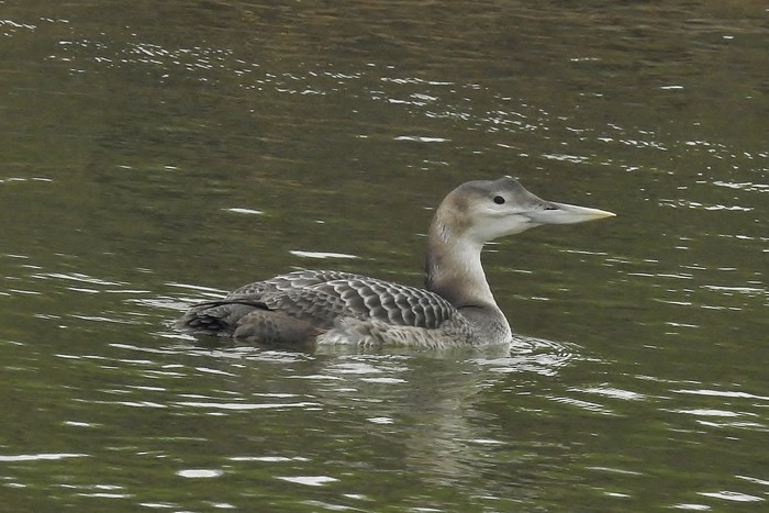 White-billed Diver