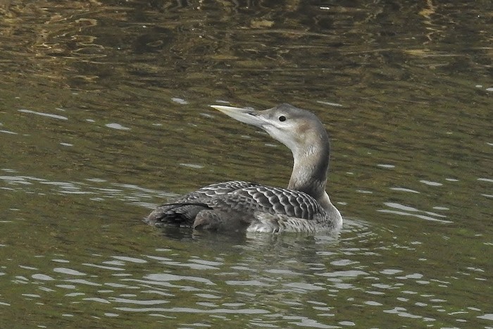 White-billed Diver