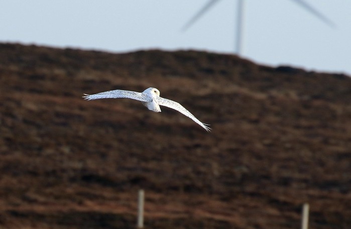 Snowy Owl