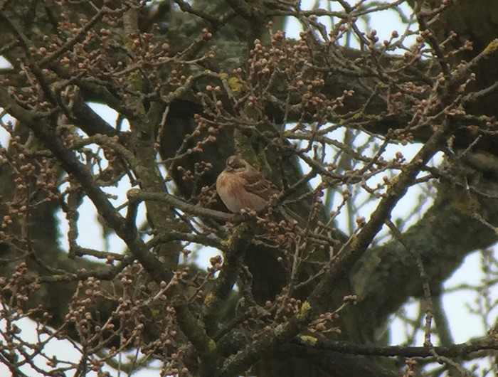 Pine Bunting