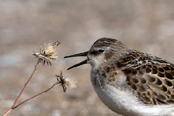 Little Stint