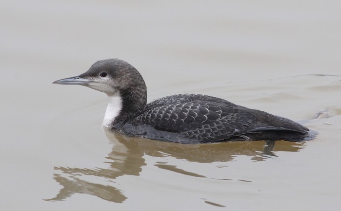 Pacific Diver