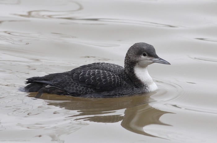 Pacific Diver