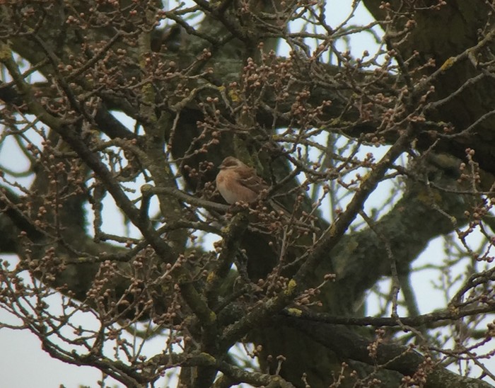 pine bunting