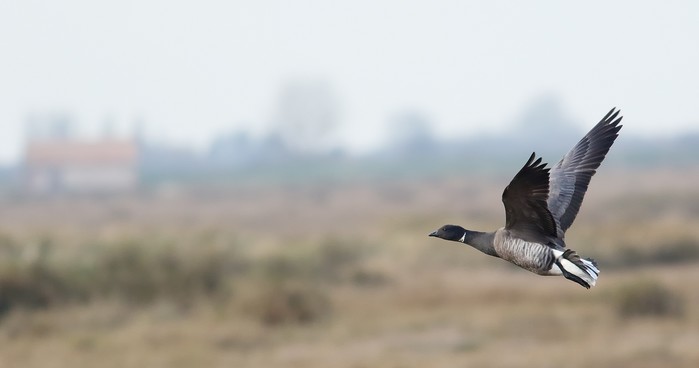 Brent Goose