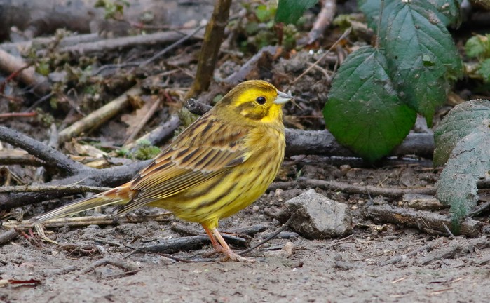 Yellowhammer