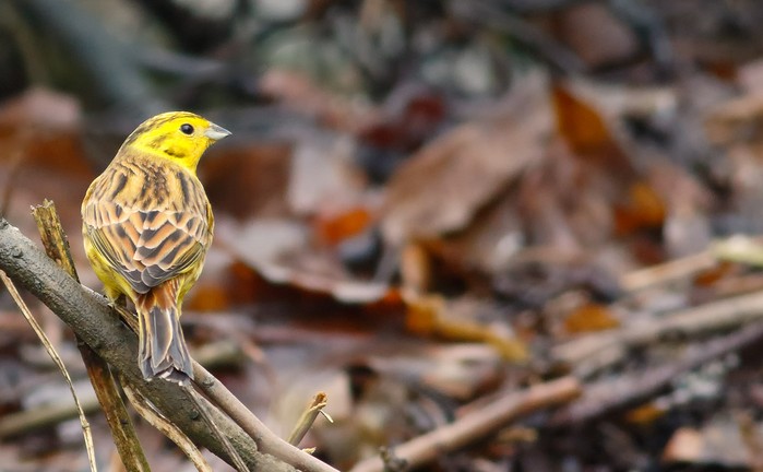 Yellowhammer
