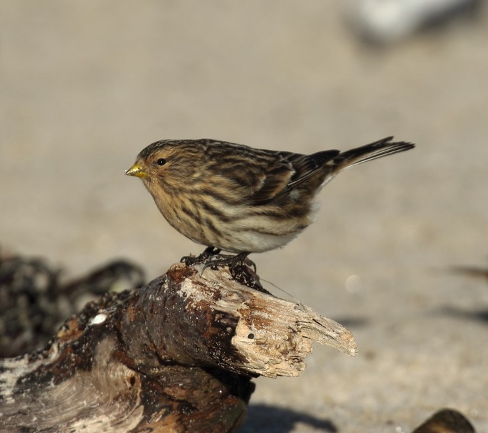 Twite